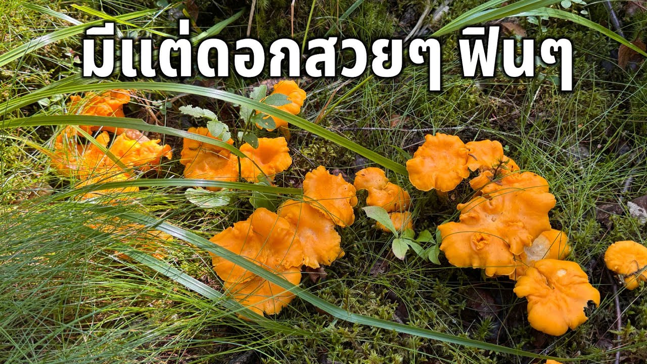 Ep.2 เก็บเห็ดมันปู สร้างรายได้ 11/8/25