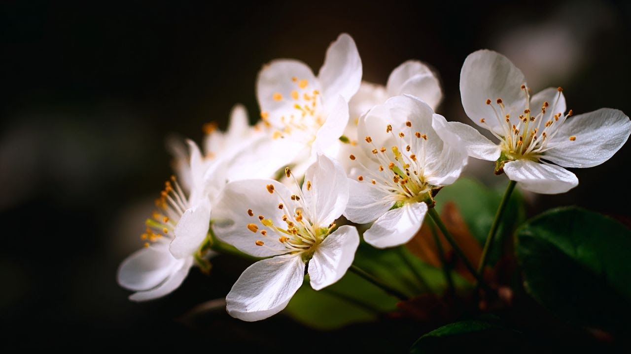 Music Heals 🌸 Calming Music Restores the Nervous System, Relaxing | Beautiful Relaxing Music