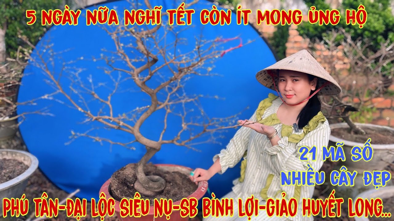 4-2☎️0706938527 Quế Anh ☎️🌳Mai Vàng Chơi Tết Giá Rẻ🌳giảo hương chùm-sbbl-sbsg-đại lôc-giảo phú quý🌳
