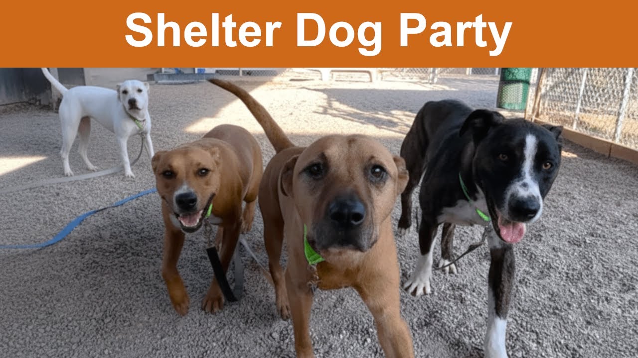 Dog TV for Dogs to Watch: 7 Hours
