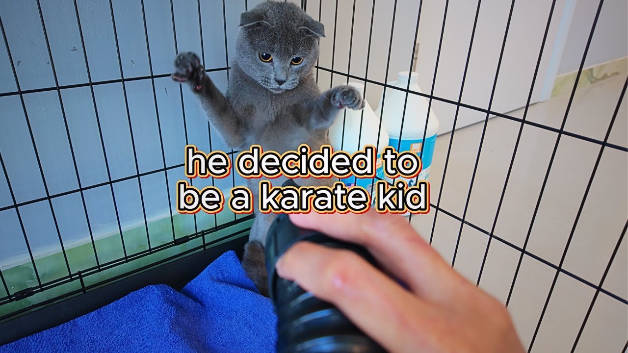 Oscar The Karate Kid Cat ( Hates the Dryer)
