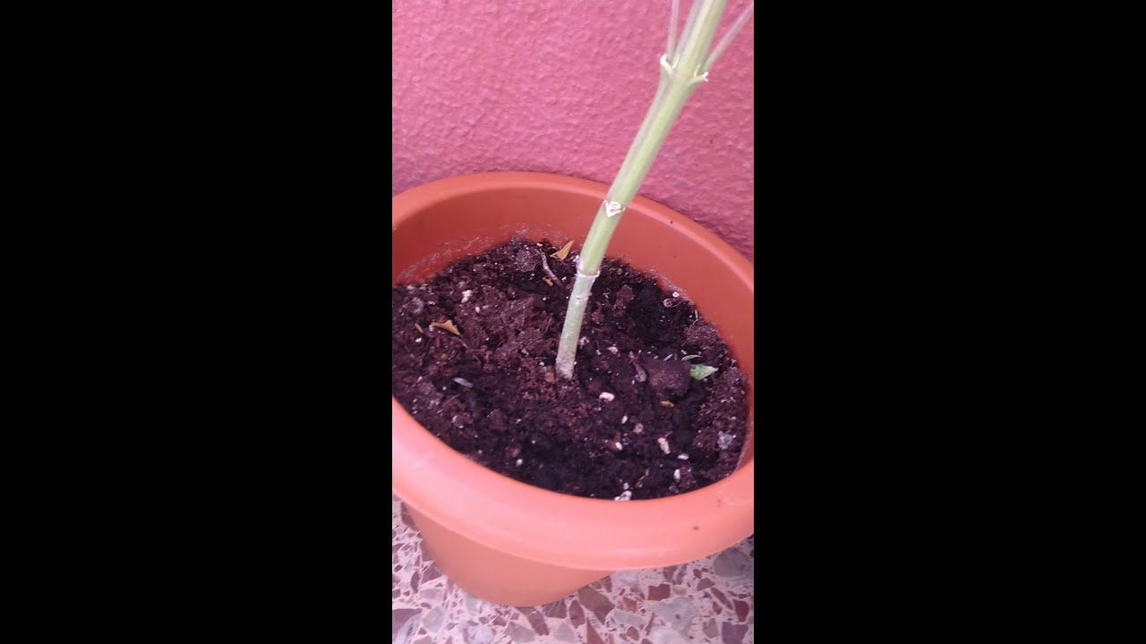 CULTIVO INVIERNO EXTERIOR VALENCIA - GREEN POISON BASTARDA -[2019]