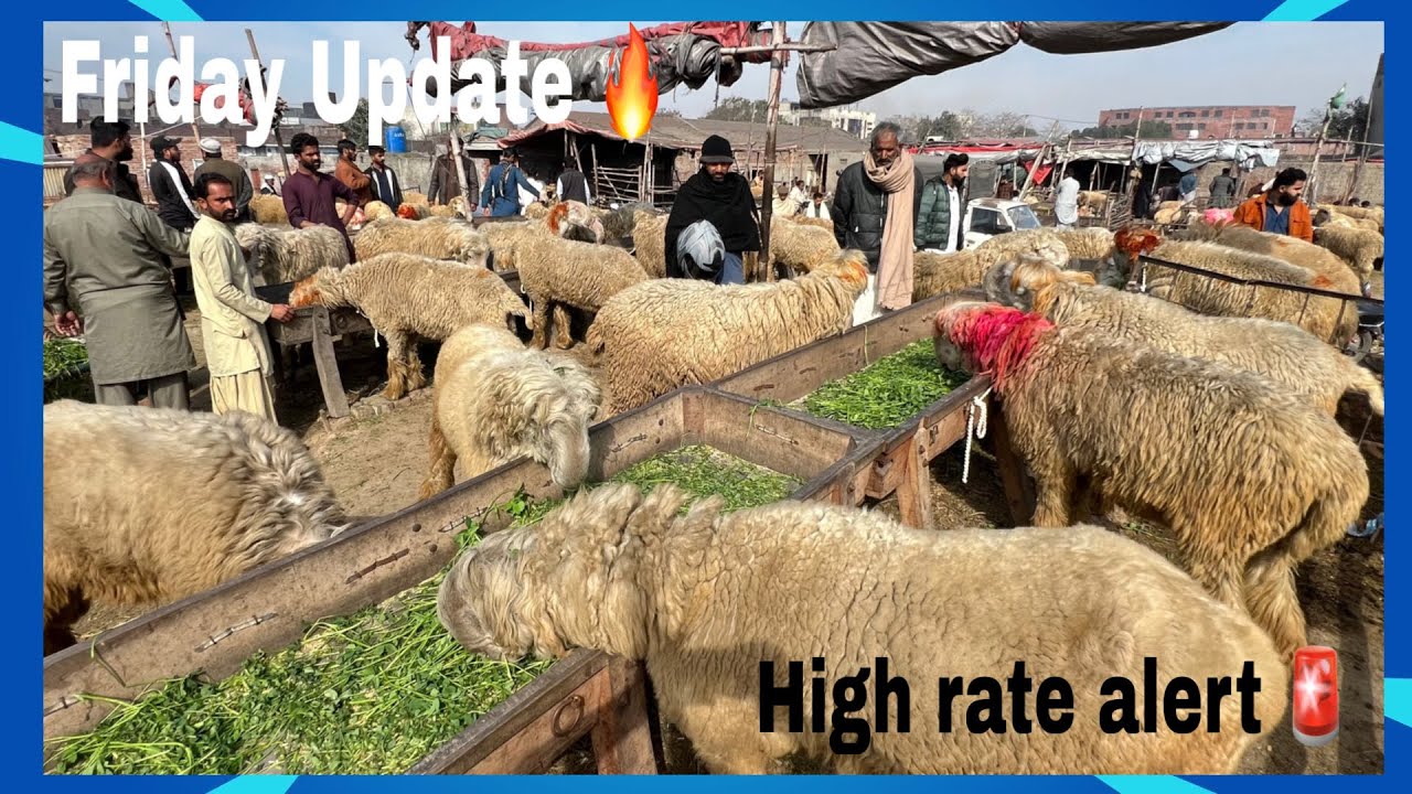 Mandi update 06-02-2026 | Rate very high 😱| Subscribe |