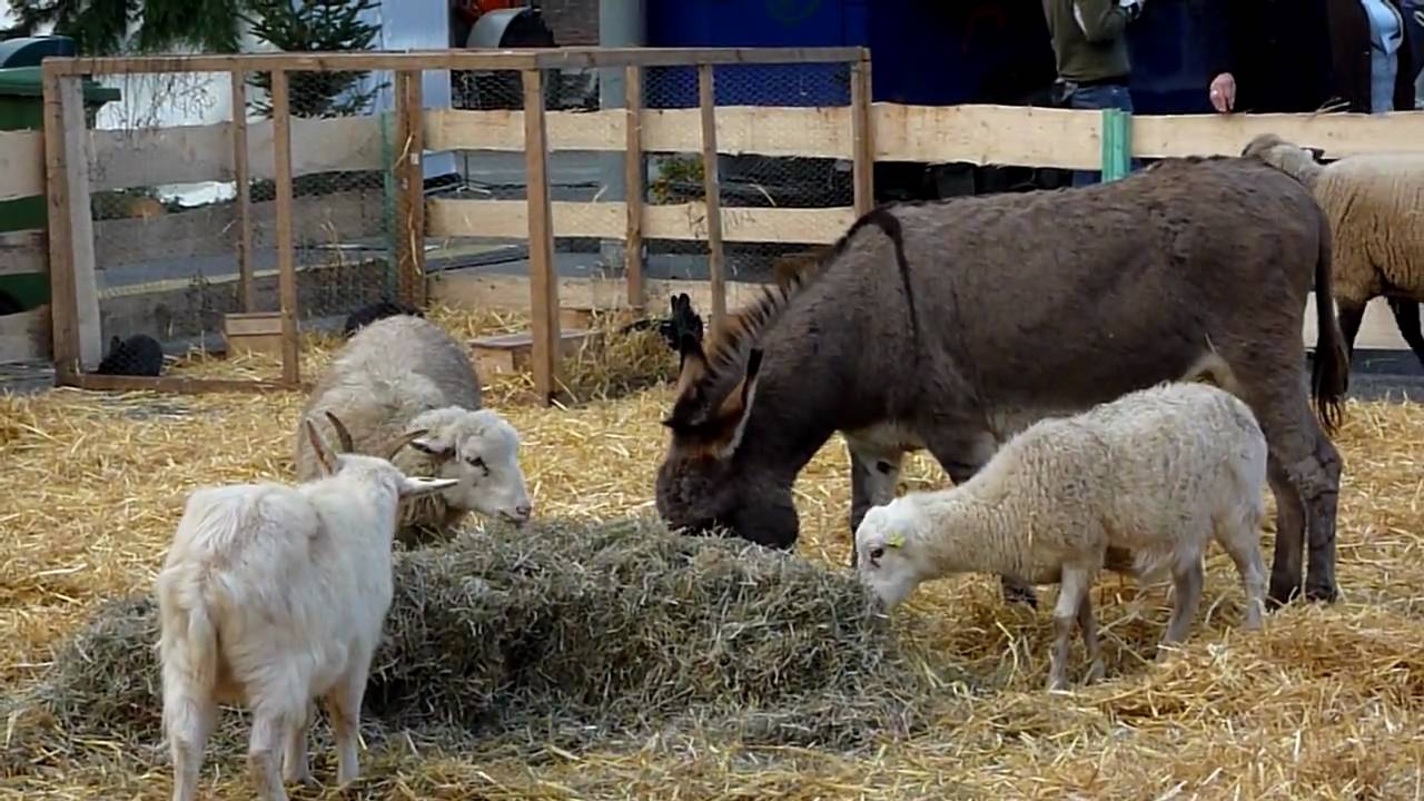 Lama Lam Ziege Schaf Esel  Weihnachsmarkt Bottrop