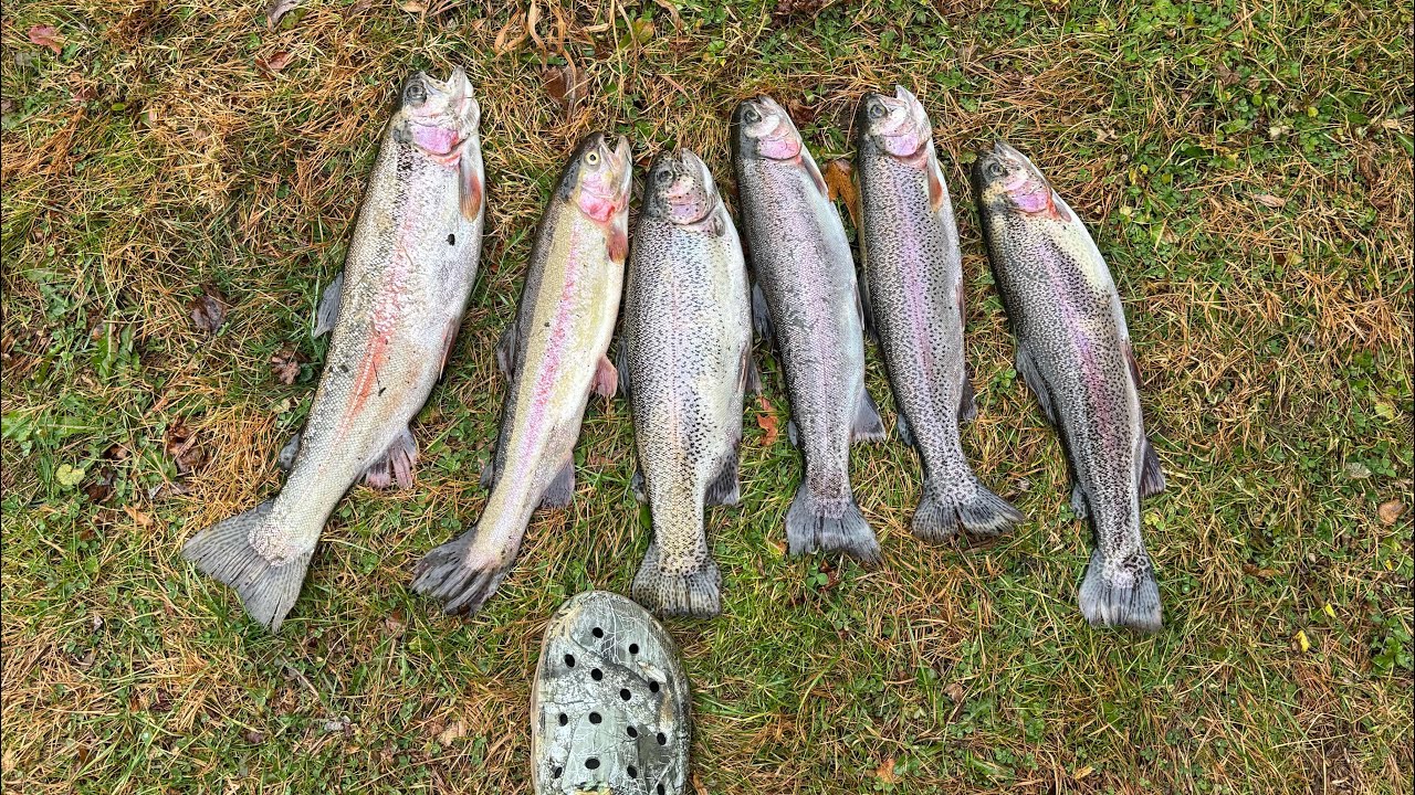 FISHING FOR TROPHY TROUT AT BLUE SPRINGS!!! (Had the place to myself 🫨)