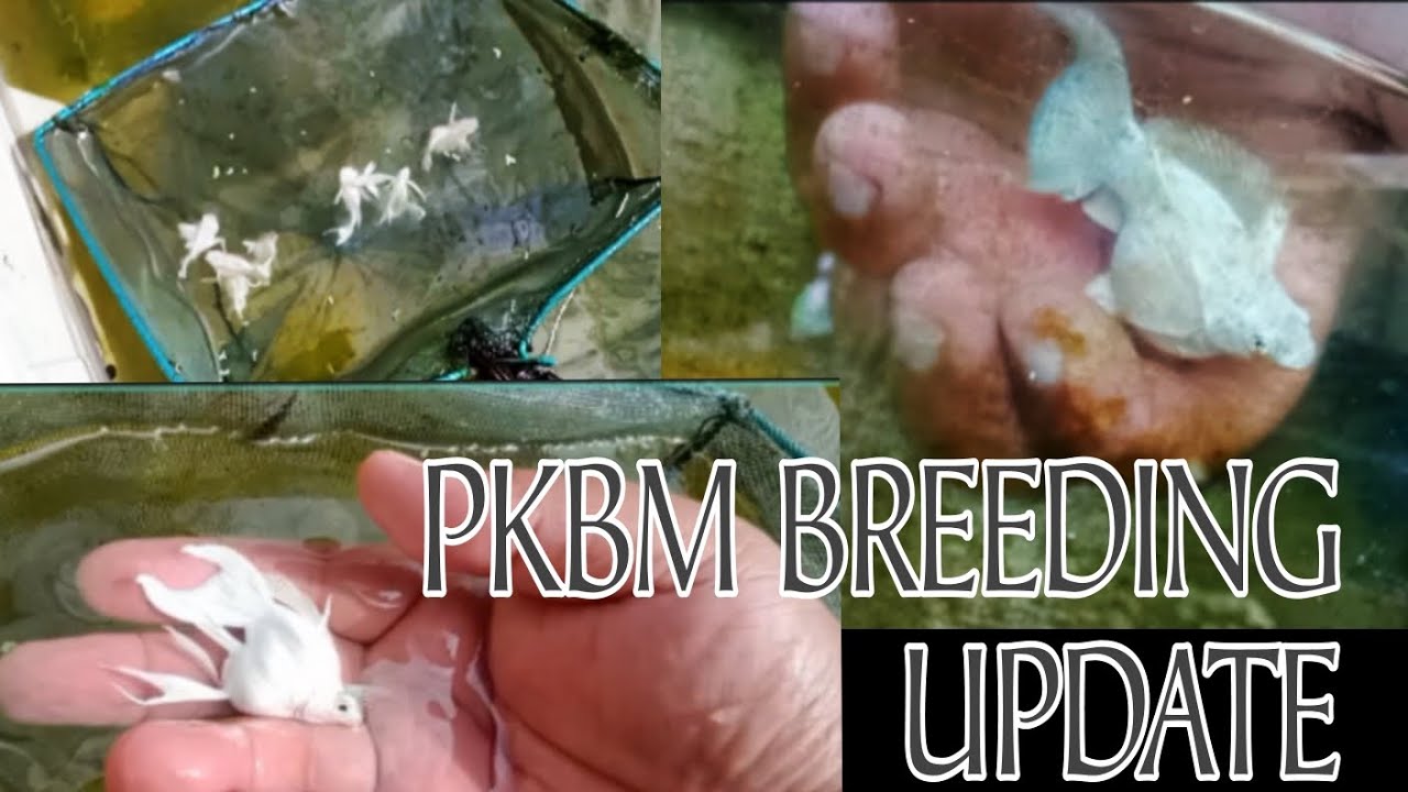 PKBM BREEDING/UPDATE/ON GOING RELEASE/QUALITY CHECK