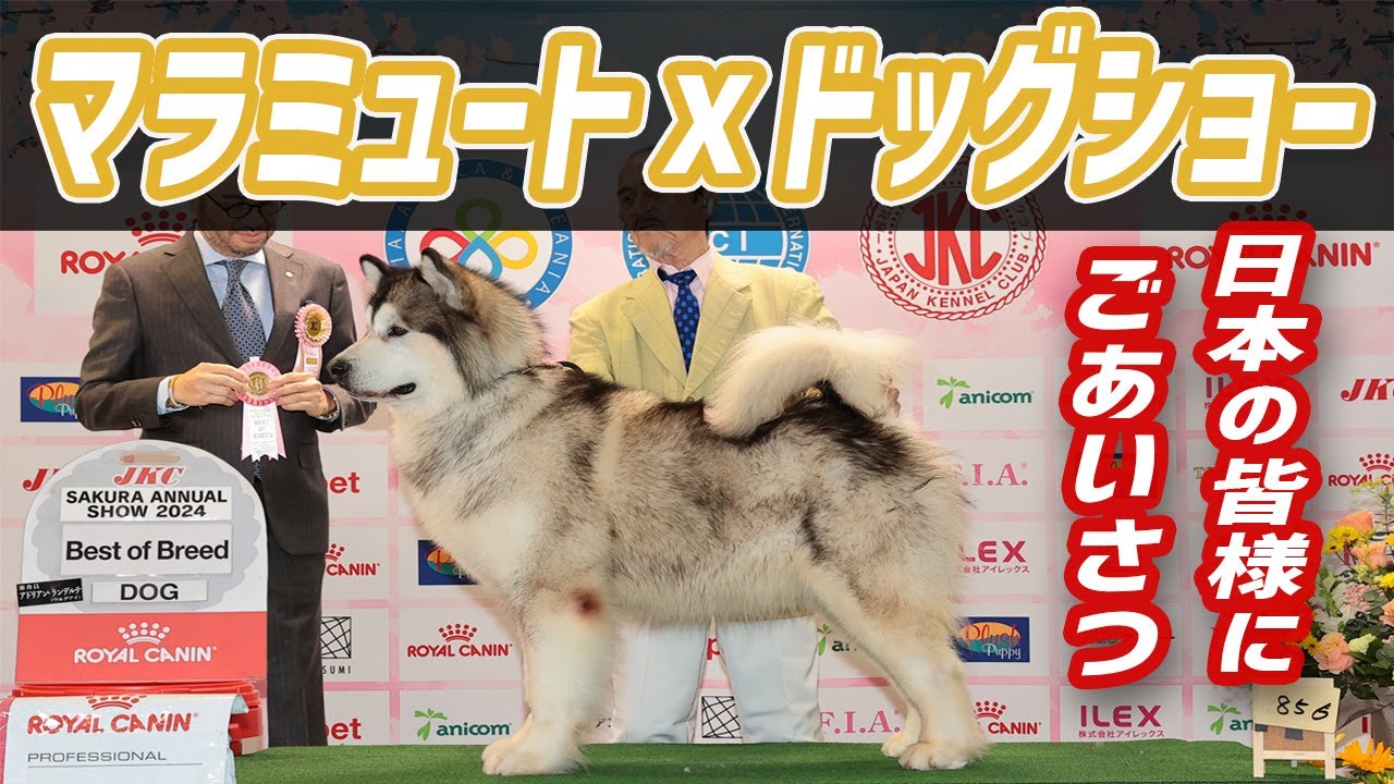 【日本の皆様へ】アラスカンマラミュート犬、日本最大のドッグショーへゆく【ご挨拶】