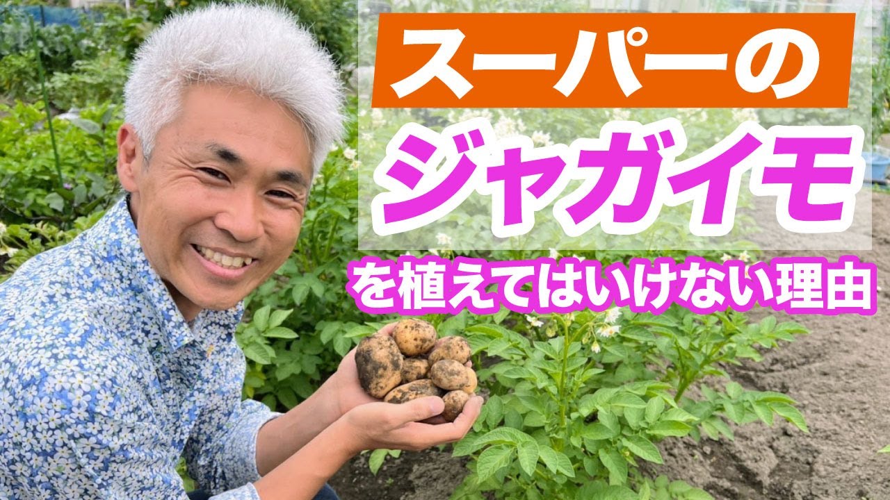 スーパーのジャガイモを植えてはいけない理由