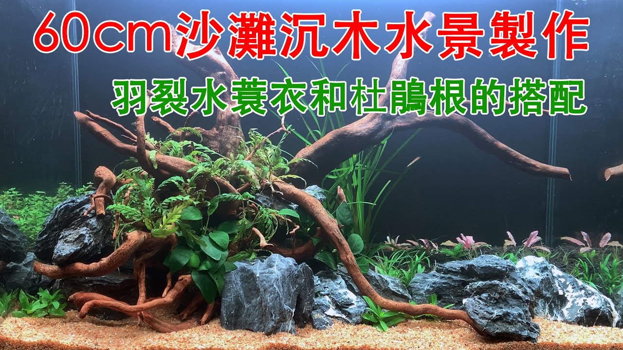 60cm沙灘沉木水景製作，羽裂水蓑衣和杜鵑根沉木的搭配|Beach and driftwood style waterscape.