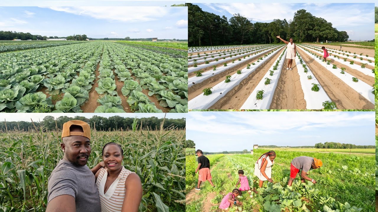 Farming in America 🇺🇸 with my kenyan 🇰🇪 kids mashamba za 🇺🇸