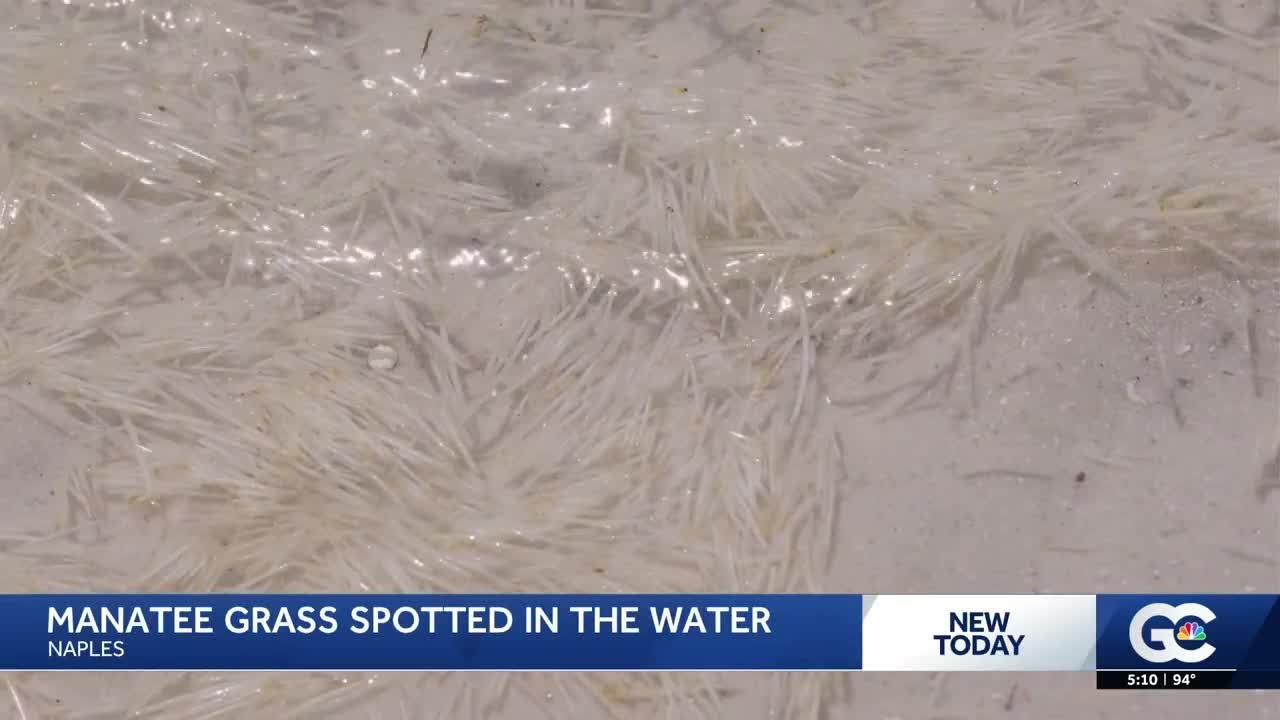 Mysterious 'sea spaghetti' puzzles beachgoers in Naples
