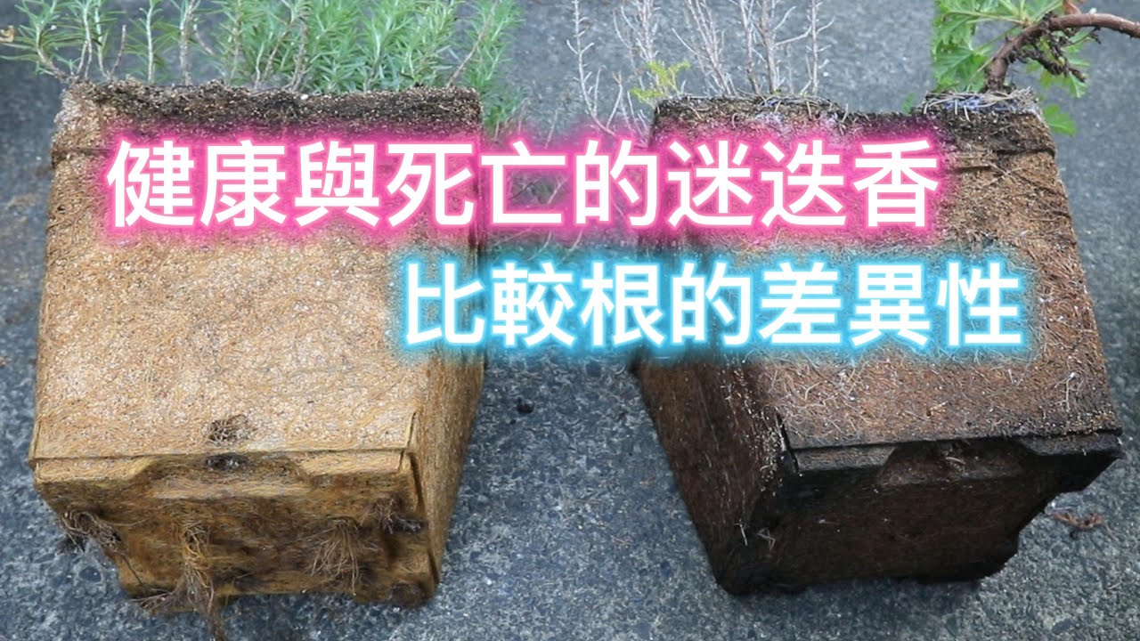 健康與死亡的迷迭香比較根的差異性【2022/09/17】