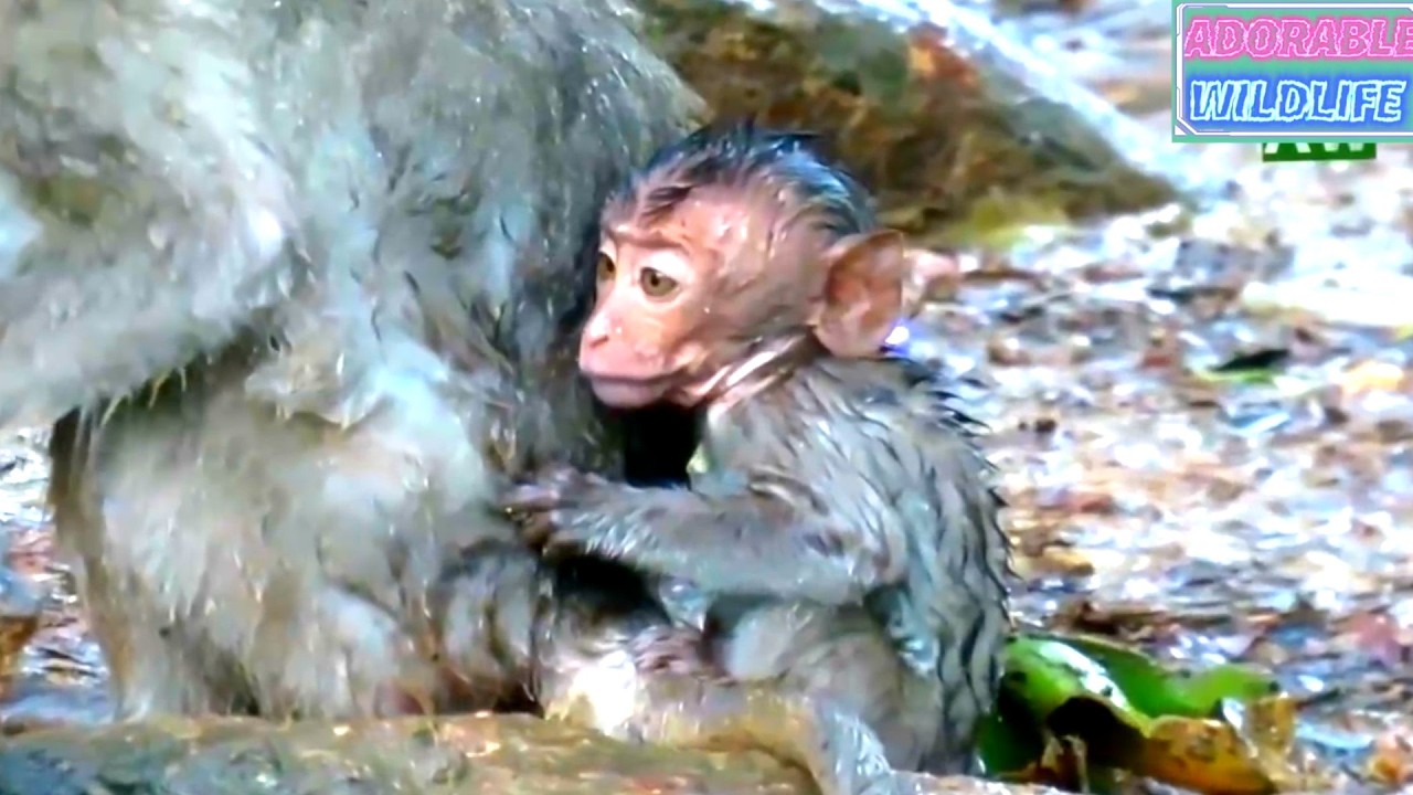 NON-STOP,  The Baby Monkey's Moments,  While Raining | Adorable Wildlife