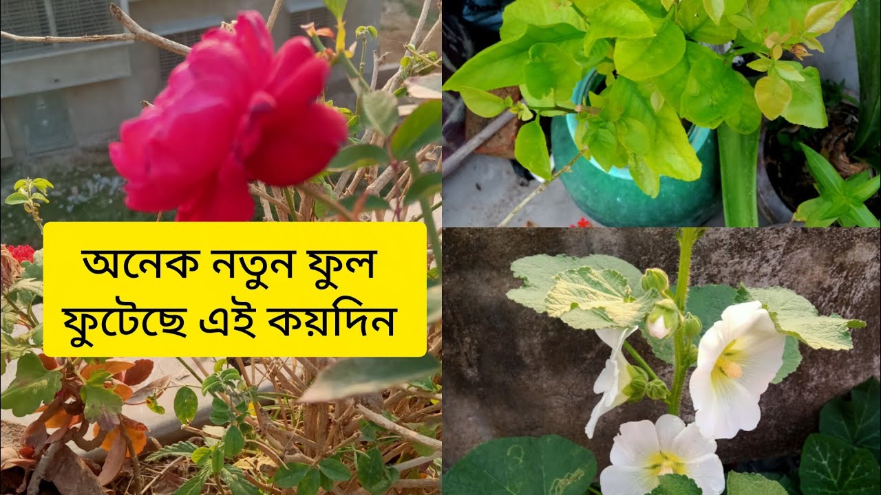 বসন্ত কালীন কি কি ফুল আছে ছাদ বাগানে। কয় দিন না থাকায় কি অবস্থায় আছে আমার বাগান।21 February 2026