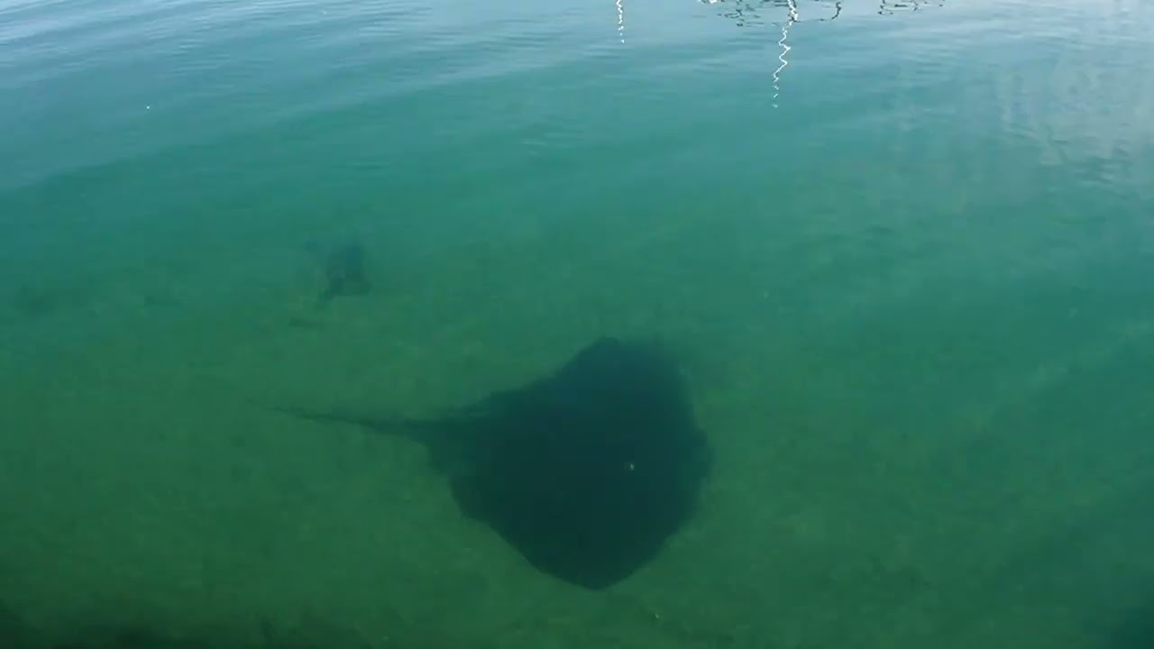 More Musselroe  Bay magic,,, fishing in an aquarium.