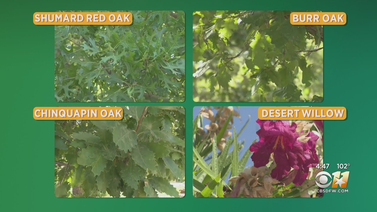 Gardening 101: Shade trees