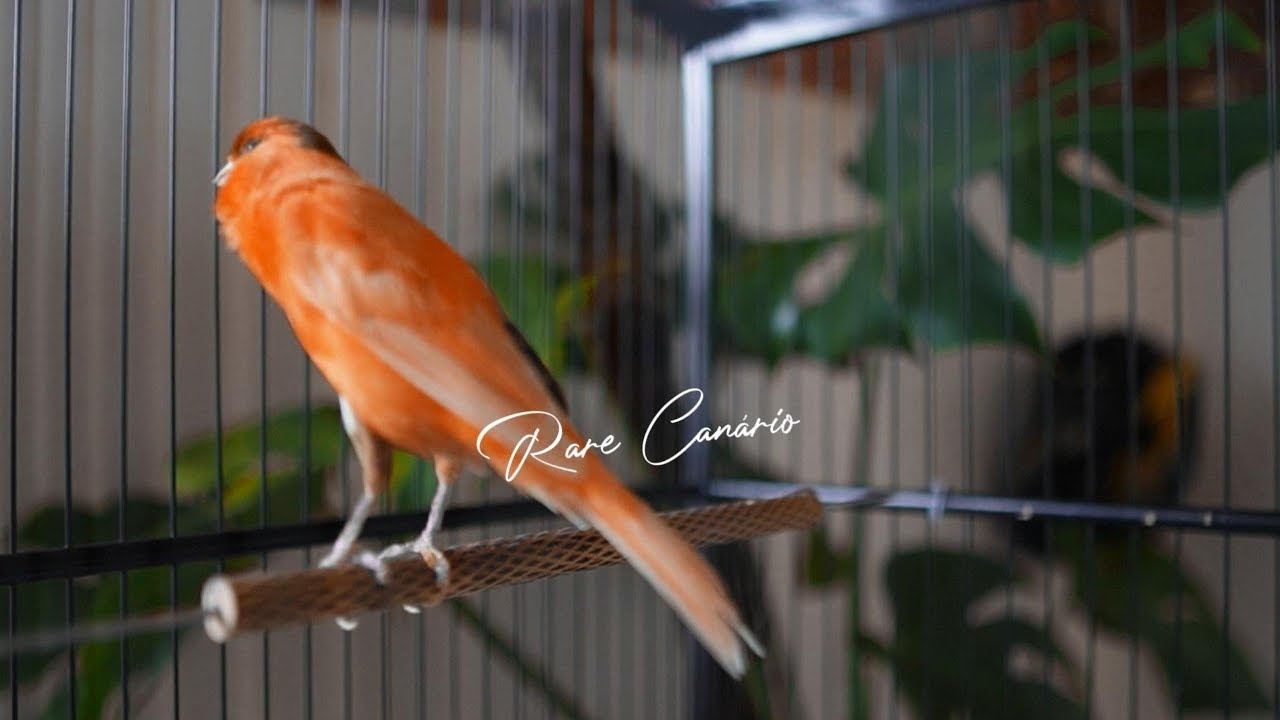 raro canto canário. muito bom para o seu mestre canário  HD  - Rare Canário