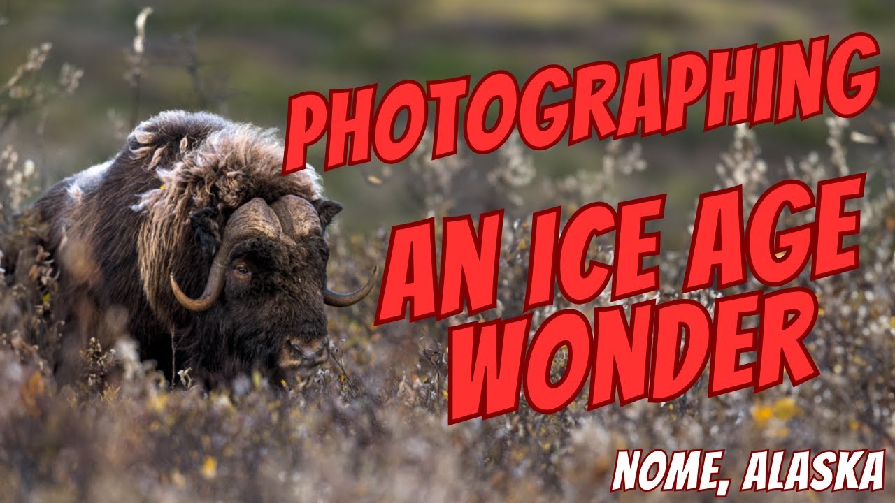 Wildlife Photography with an Ice Age Beast in Arctic Tundra of Nome, Alaska | Nikon Z9