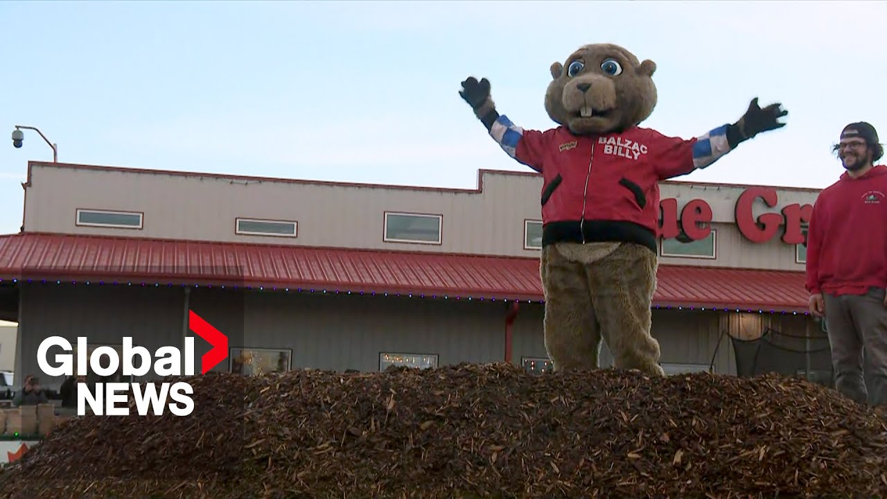 Groundhog Day 2024: Balzac Billy predicts six more weeks of winter for Alberta