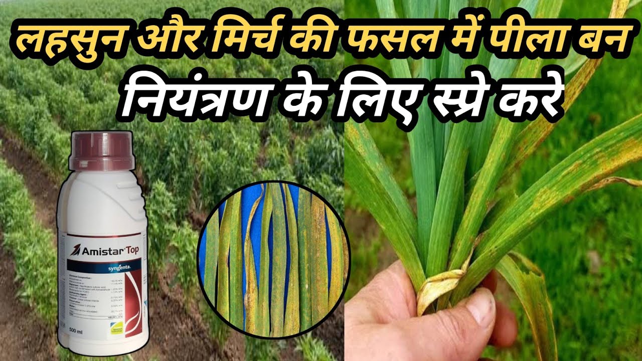 लहसुन में पीला पन ||मिर्च  की फसल में पीला पन ||सब खत्म only एक स्प्रे ||m star top syngenta
