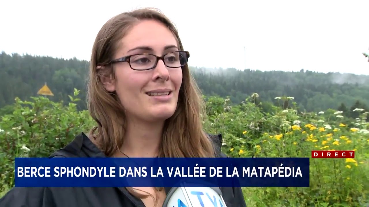 Une plante envahissante inqui&egrave;te les agriculteurs  La berce sphondyle