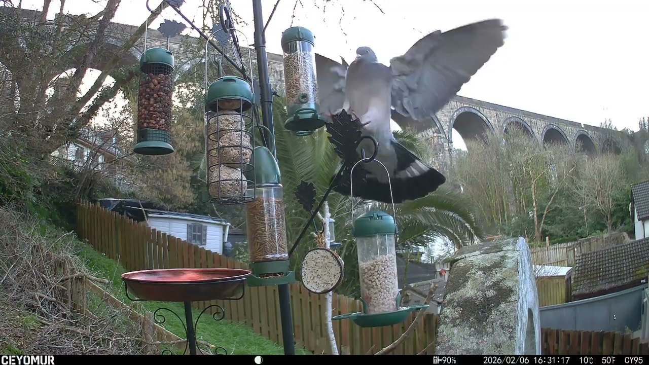 Episode 8: Blue Tits, a Robin… and the Pigeon That Just Can’t Crack the Feeder 🤦‍♂️🐦 06.02.26