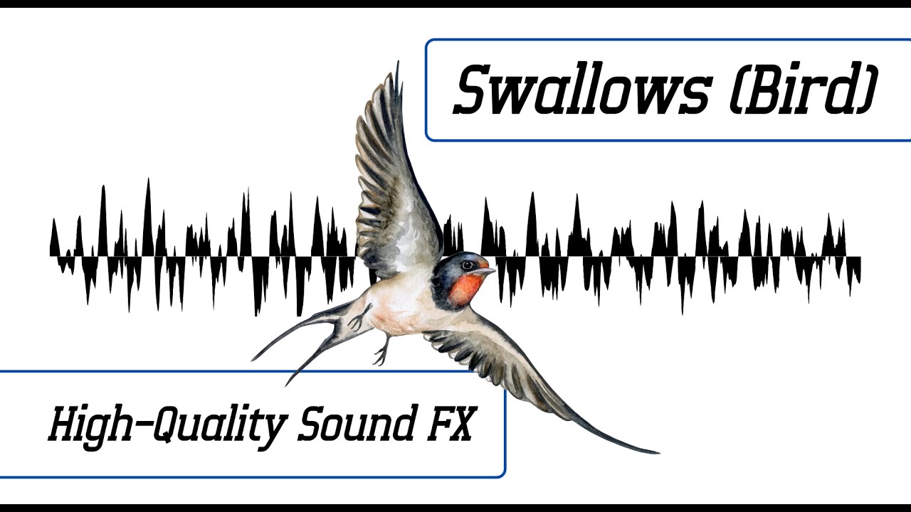 Swallows (Bird) Sound Effect | High-Quality Sound FX