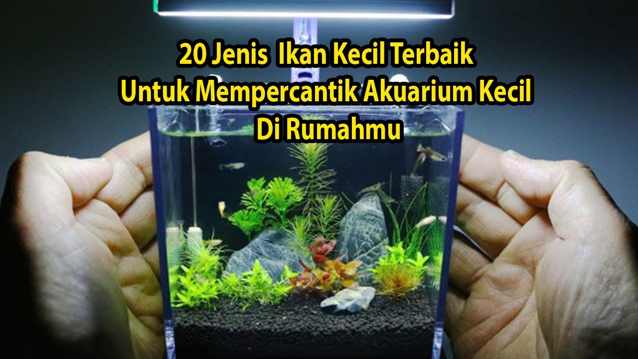 20 Jenis Ikan Hias Kecil yang cocok Buat Aquarium Kecil