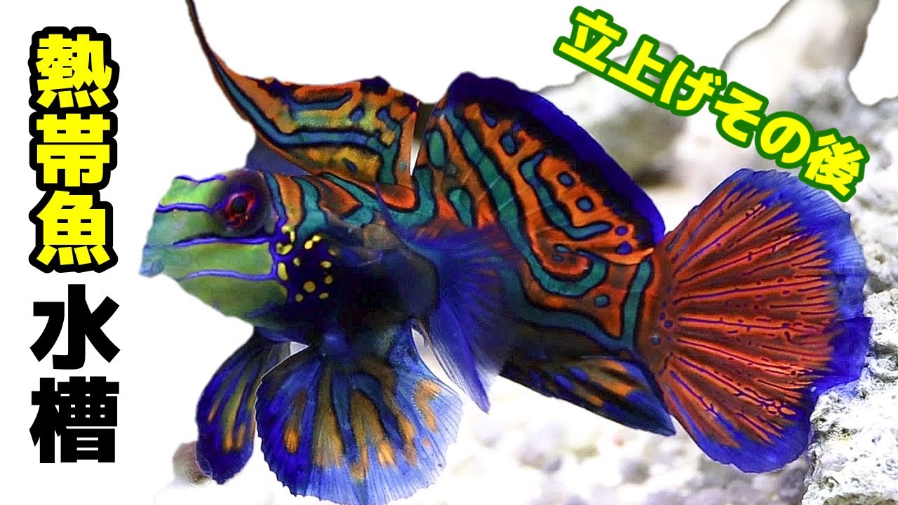 【熱帯魚/アクアリウム】30㎝キューブ水槽で海水魚飼育を始めて2週間が経過、ピンセットから餌を食べるようになった/マンダリンフィッシュとタツノオトシゴは仲良し相性よし混泳問題なし！