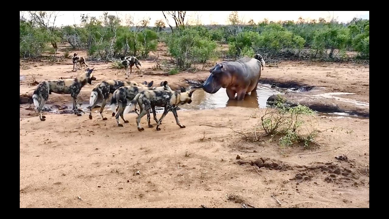 HIPPO surrounded by PACK of WILD DOGS