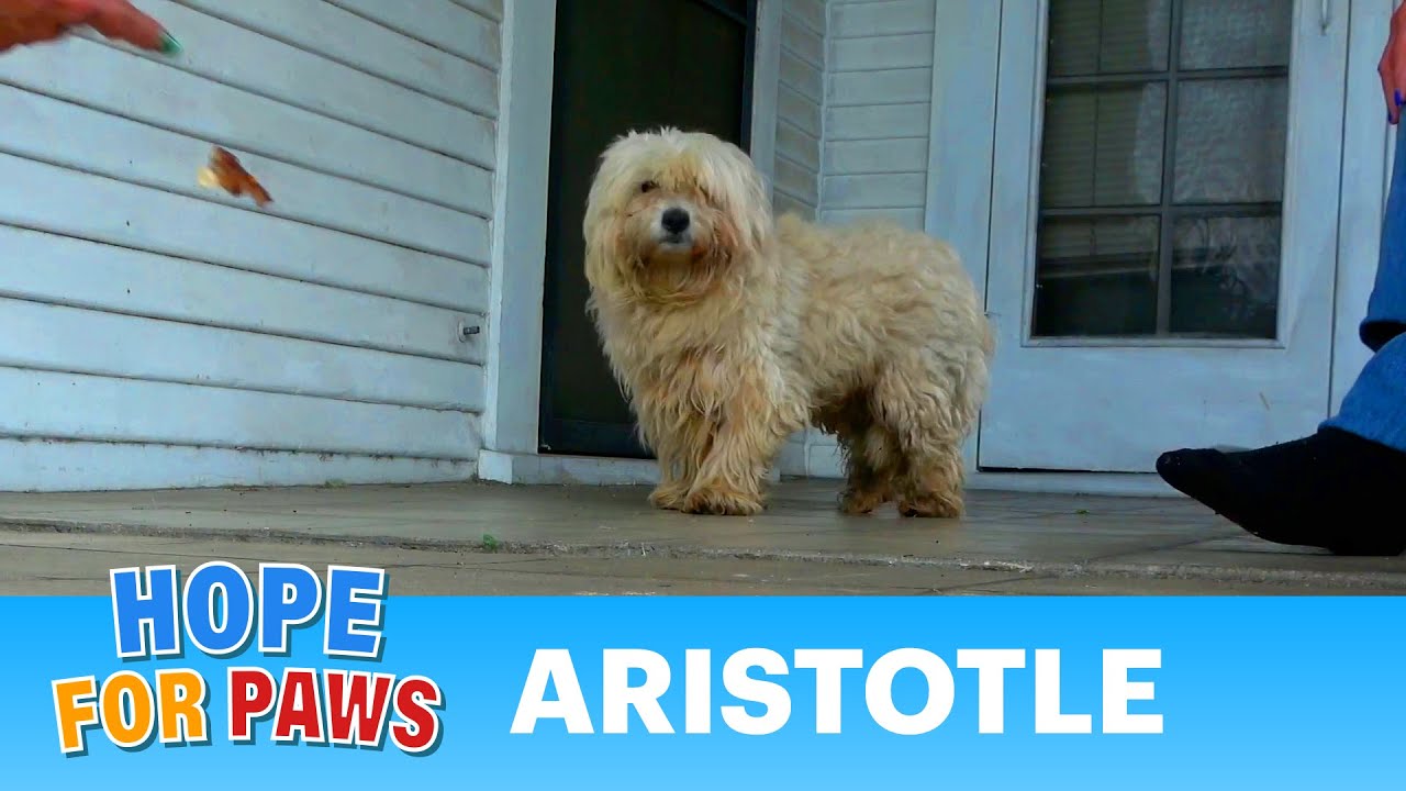 Discarded dog walked to a porch, sat by the door and asked for help... #dogrescue