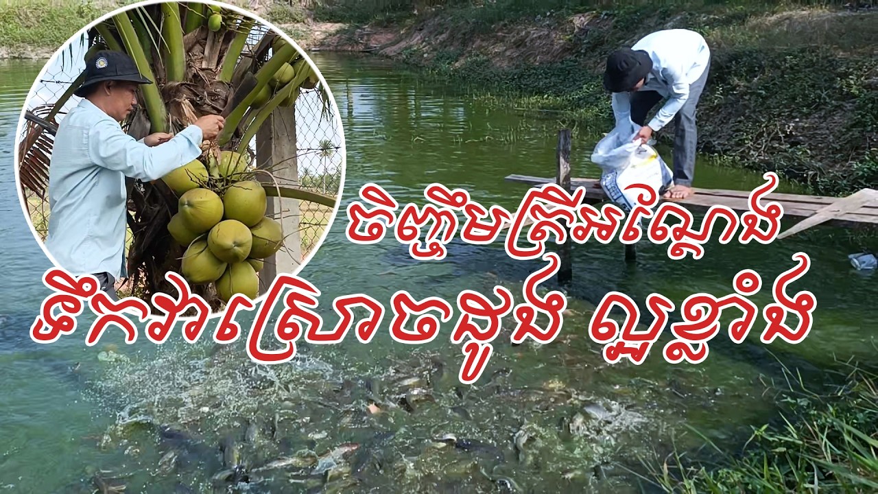 ត្រីអណ្តែងរាប់តោន ទឹកចិញ្ចឹមត្រីទុកធ្វើជីដាក់ដូង
