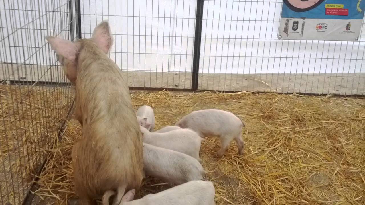 Como toman leche los serdos