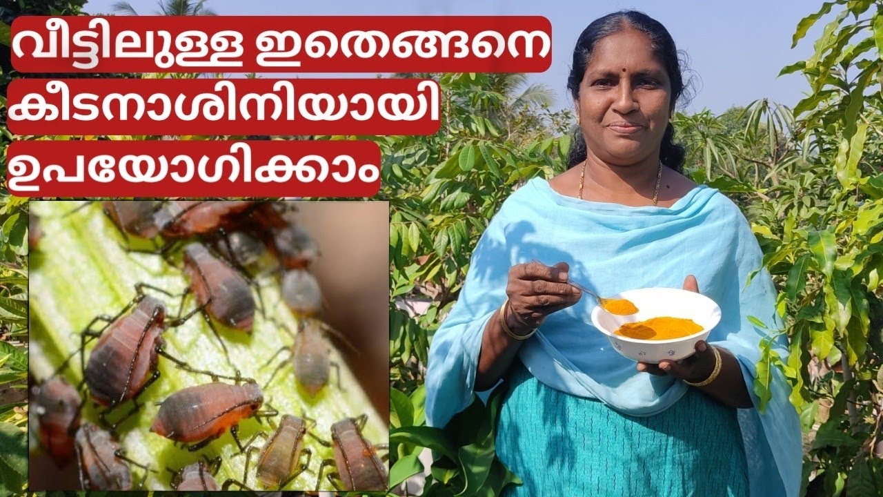 മഞ്ഞൾ പൊടി കീടനാശിനി ആയി ഉപയോഗിക്കുന്ന വിധം | Use of turmeric in garden to save plants | Malayalam