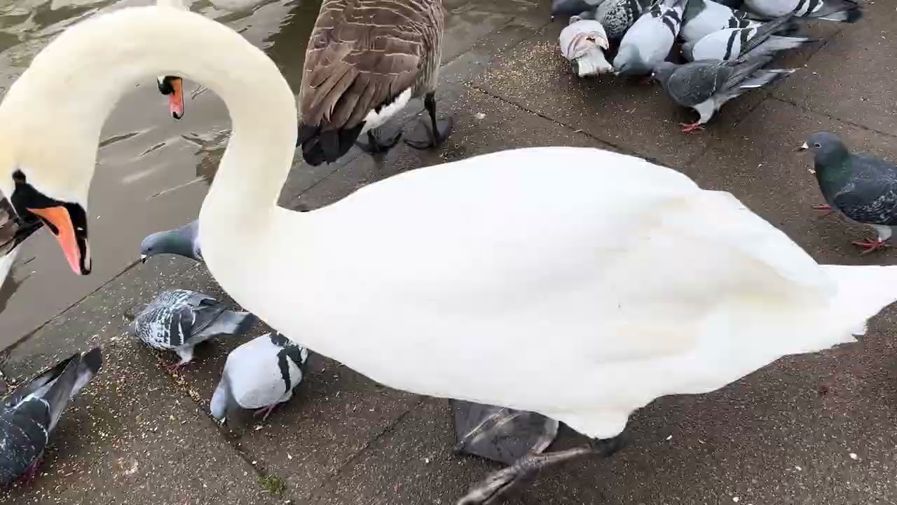 Swans Geese Pigeons feeding time 