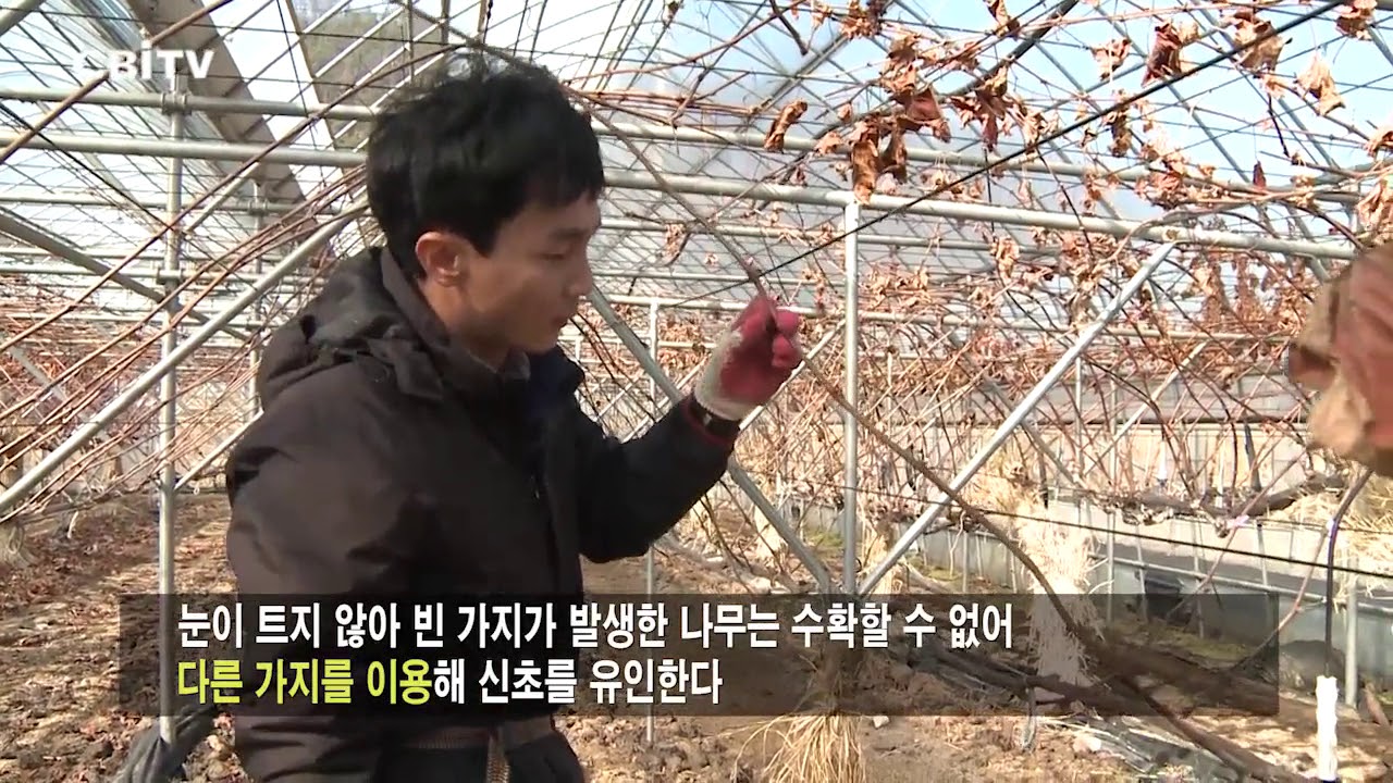 포도농사의 첫걸음, 올바른 전정