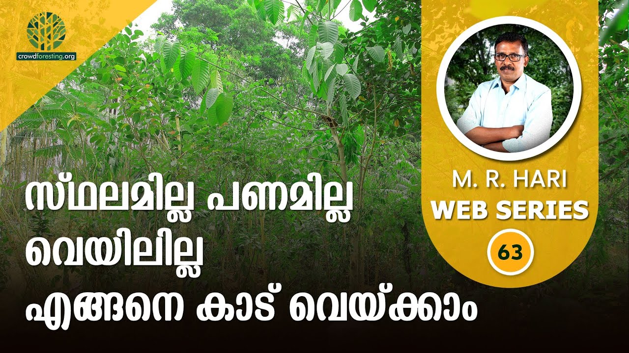 സ്ഥലമില്ല പണമില്ല വെയിലില്ല | എങ്ങനെ കാട് വെയ്ക്കാം | No MONEY & SPACE | How to create Forest? | #63