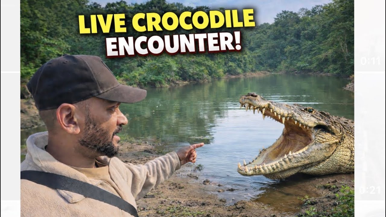LIVE CROCODILE ENCOUNTER!