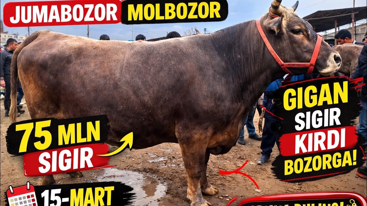 75 ml segir 😱😱Tayloq tumani Jumabozor Molbozor Segirlar Narxlari 15 Mart 