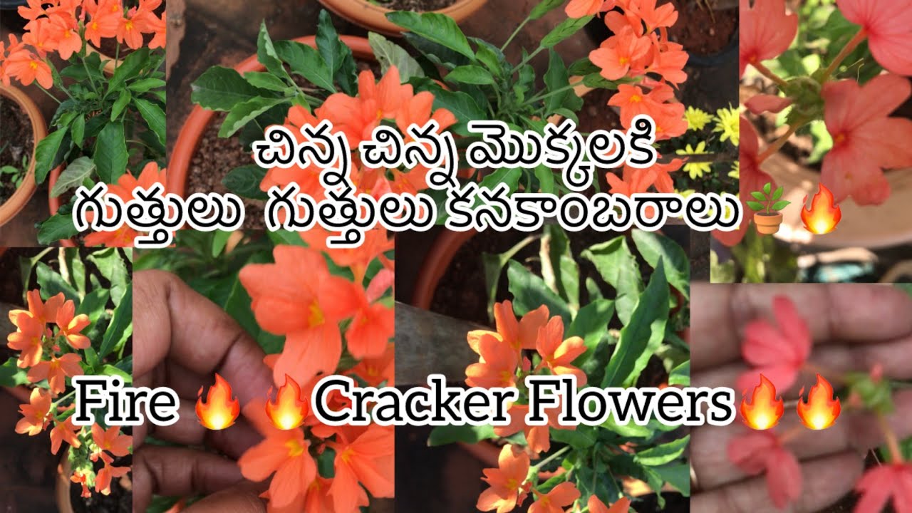 చిన్న చిన్న మొక్కలకి గుత్తులు గుత్తులు కనకాంబరాలు🔥🔥 Fire Cracker Flowers🌼🔥#kanakambaram #firecracker