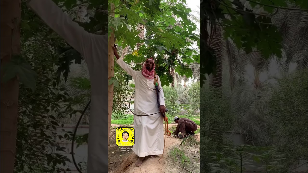 الإهتمام بالمزرعة مع ابو محمد