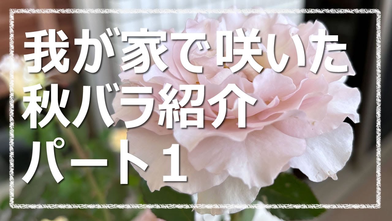 2025秋バラ開花動画総集編～パート1～