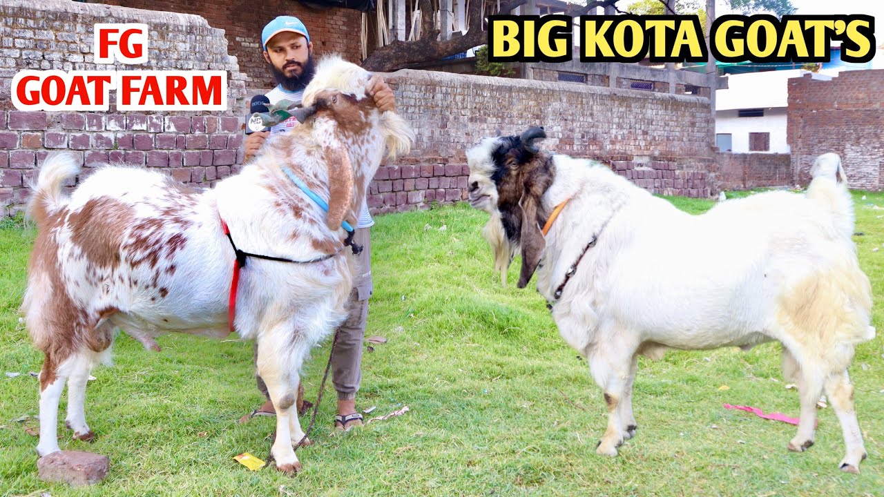 Big Kota Goat’s FG Goat Farm Ke Bade Bakre