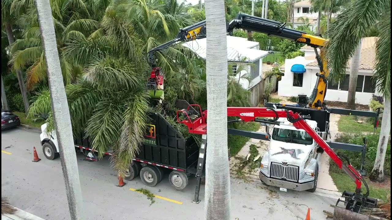 Grapple Saw VS Royal Palm