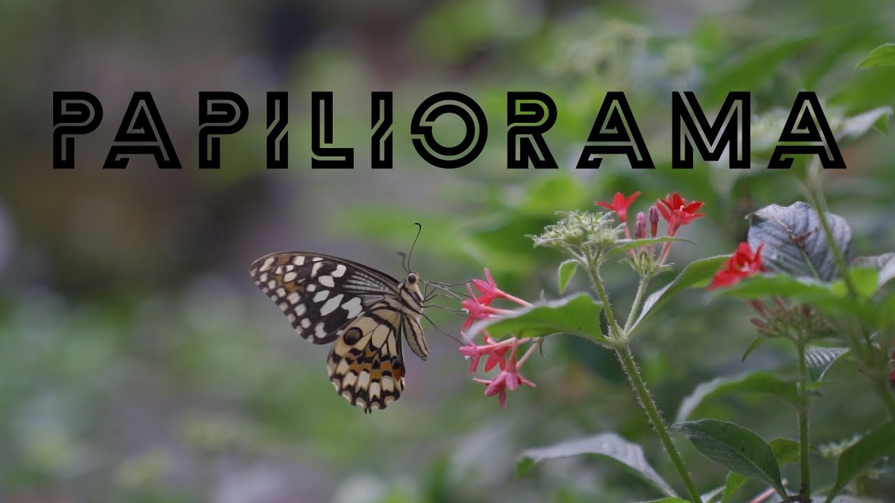 Papiliorama Kerzers