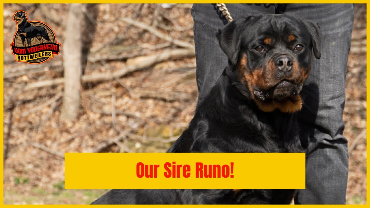 Runo our German Imported Rottweiler Sire!