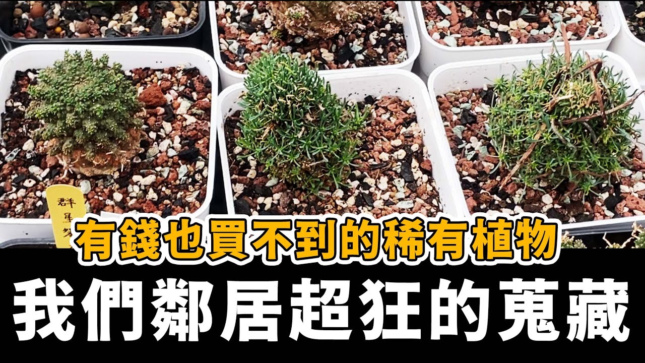 突襲溫室超狂鄰居，有錢也買不到的珍稀植物 #塊根植物 ＃珍稀植物