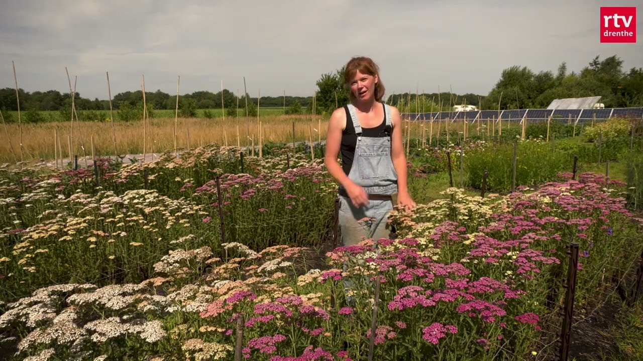 Biologische bloemenkweker in Wapserveen