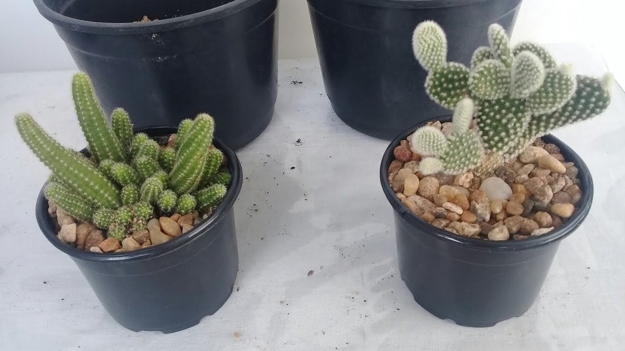 Replantando cactos de forma fácil na areia