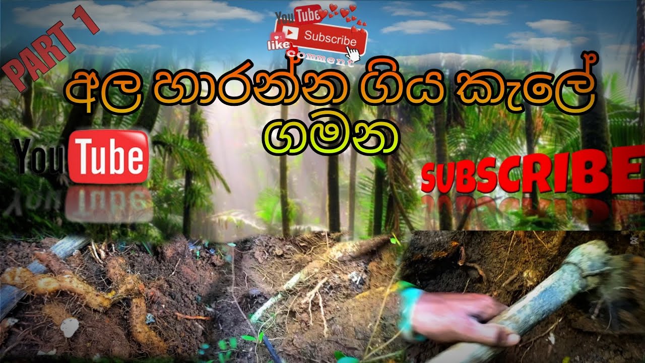 😉 කැලේ රිංගලා හාරපු කටු අල..😮😮කවුද කාලා තියෙන්නේ... 😌#wildlife #wildboy#jungle#junglevideo 